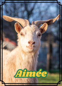 Aimée