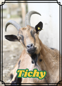 Tichy