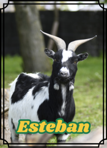 Esteban