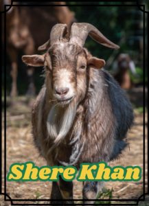 Shere Khan