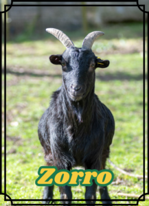 Zorro