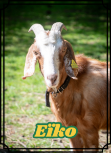 Eïko