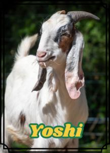 Yoshi