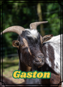 Gaston