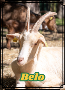 Belo