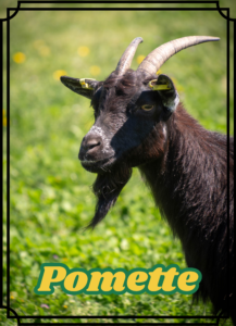 Pomette