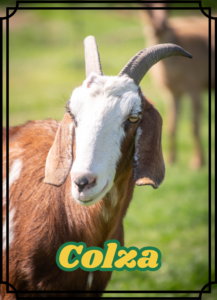 Colza