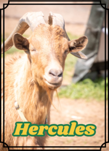 Hercules