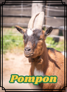 Pompon