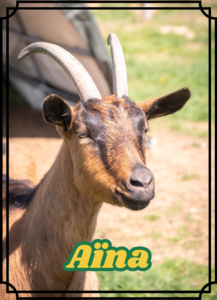 Aïna