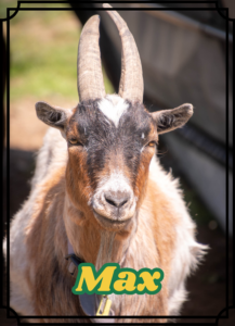 Max