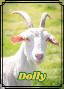 Dolly
