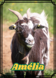 Amélia