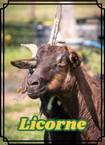 Licorne