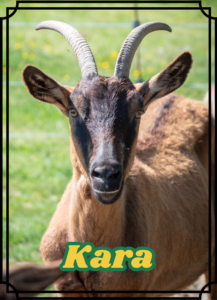 Kara